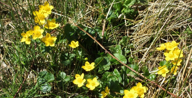 Marsh Marigolds in the Rosemoor Nature Reserve, South Wales - Pembrokeshire West Wales