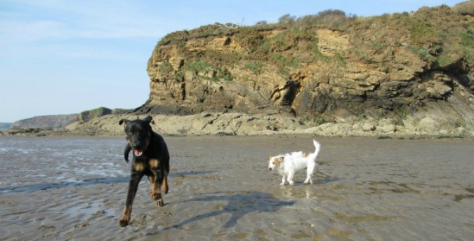 dog friendly cottages west wales, things to do in pembrokeshire