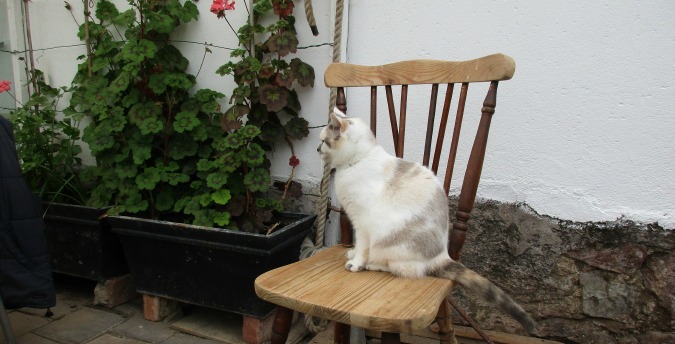 Cat on the chair, Pet friendly cottages in Pembrokeshire, luxury holiday cottages pembrokeshire